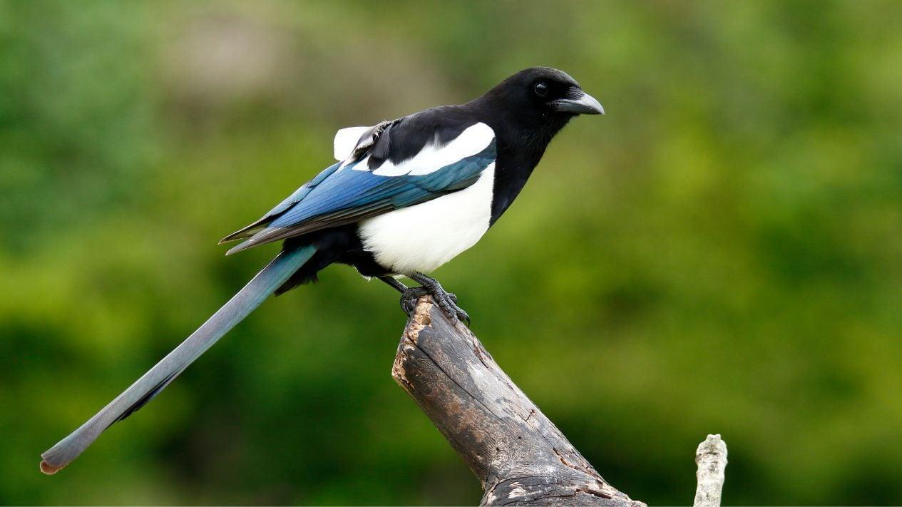 Daftar Gacor Terjamin: Tips dan Trik untuk Melatih Suara Burung Agar Gacor